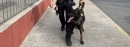 Unitat canina Policia Local 